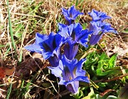 32 Gentiana Clusii (Genziana di Clusius)